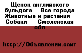 Щенок английского бульдога  - Все города Животные и растения » Собаки   . Смоленская обл.